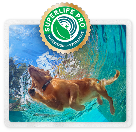 superlife-dog-swimming superlife-dog-swimming